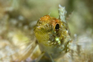 Blenny ( Tripterygion delaisi )
 by Roland Bach 